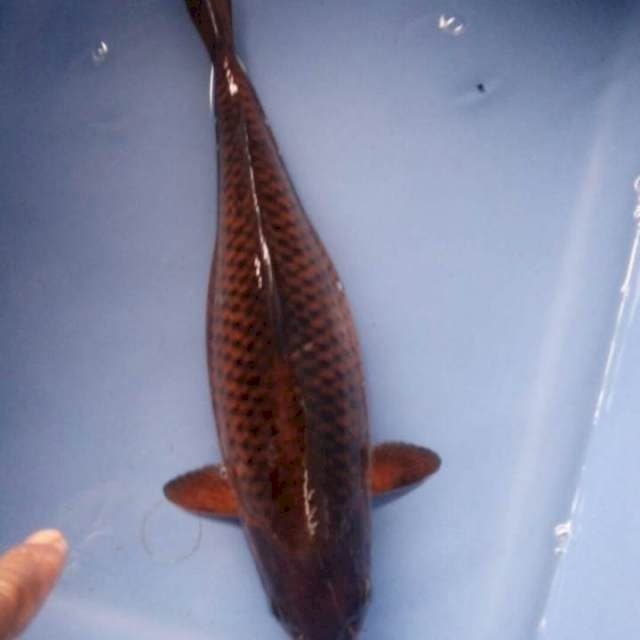 Chagoi Tembaga