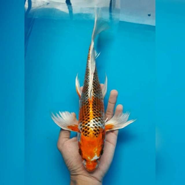 KUMPAI KUJAKU MUTOAKA 