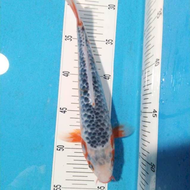 Asagi 25cm