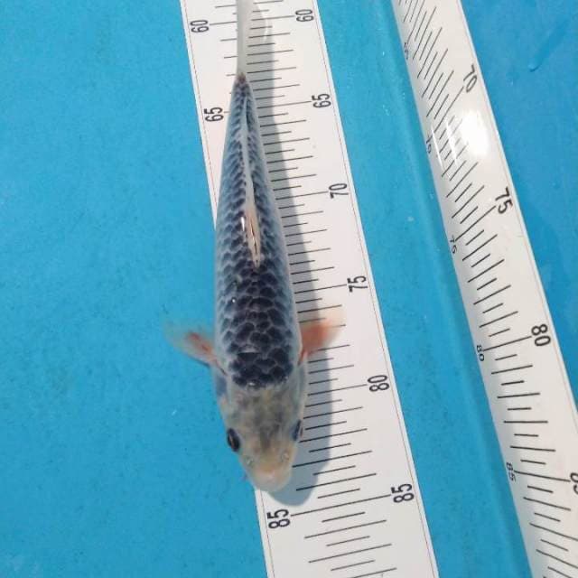 Asagi 25cm