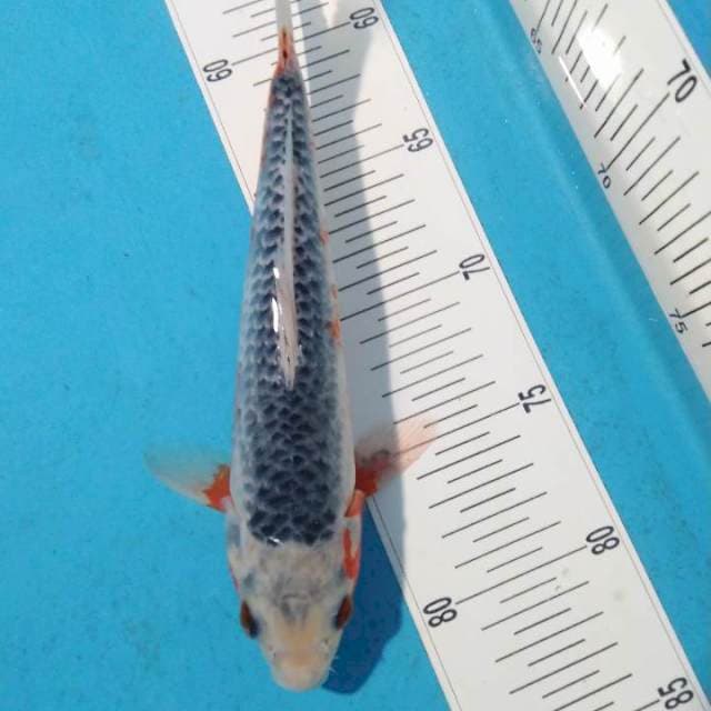 Asagi 26cm
