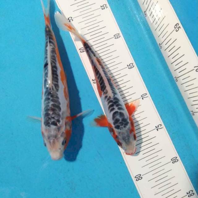Shusui Duet