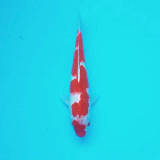 A. Kohaku #25cm