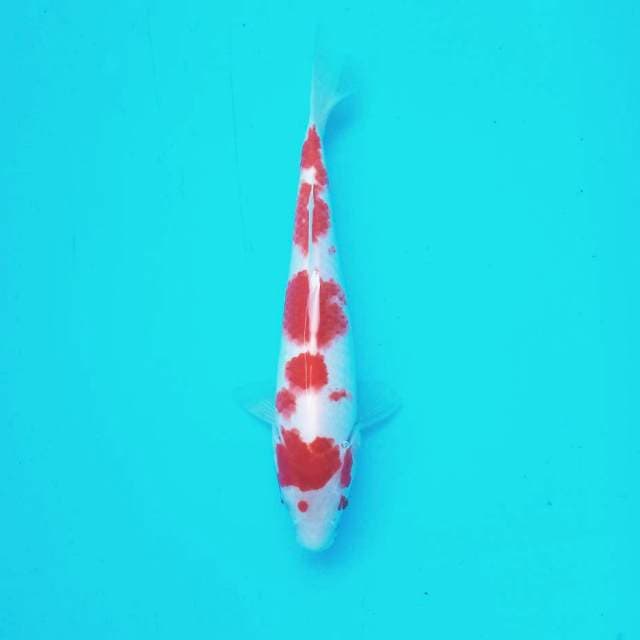 B. Kohaku #27cm