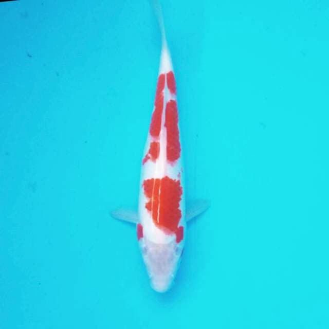 D. Kohaku #26cm