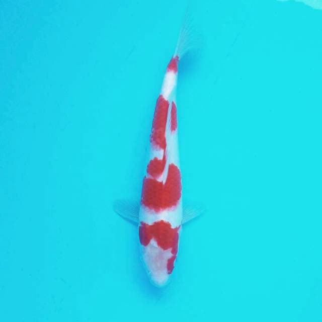F. Kohaku 4 Step #28cm