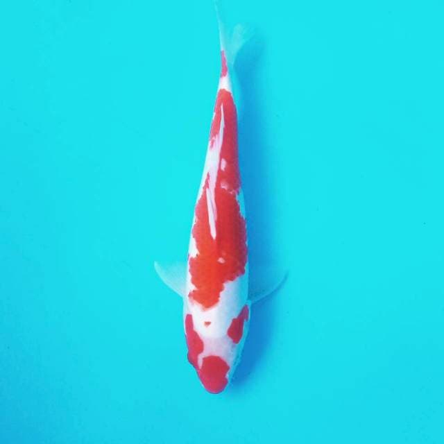 J. Kohaku #29cm