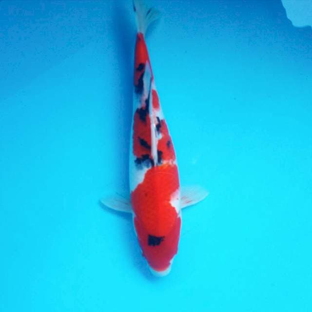 M. Sanke #30cm