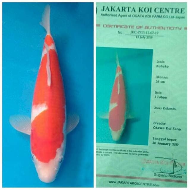 Okawa Kohaku
