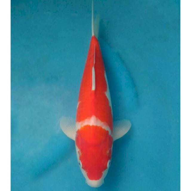 Okawa Kohaku..bakat berpunuk..!!