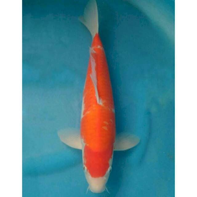 Okawa Pejantan Kohaku