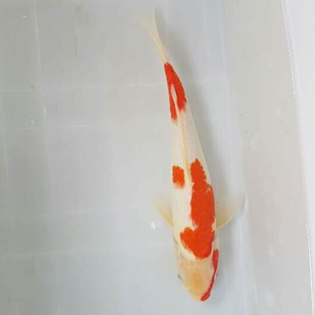 Kohaku