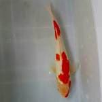 Kohaku