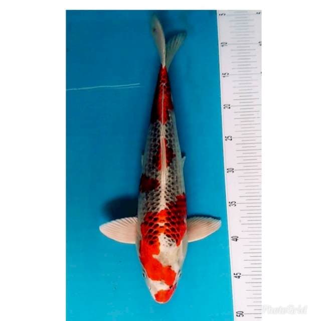 JUMBO ORIGINAL 