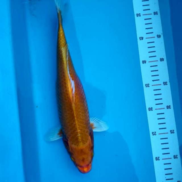 Ogon 35 cm