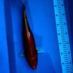 Ogon 35 cm