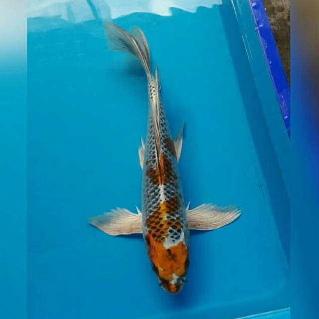 Mr KUJAKU GONDRONG