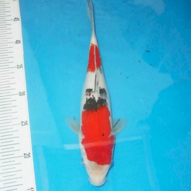 Sanke 30 cm