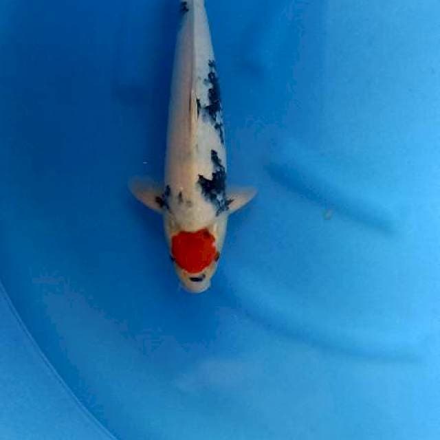Tancho showa original 42cm