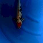 Tancho showa original 42cm