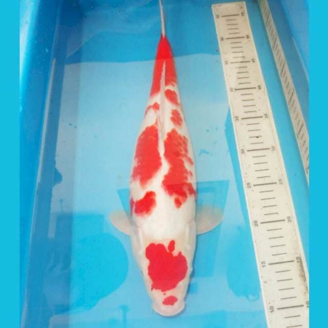 47cm JUMBO KOHAKU