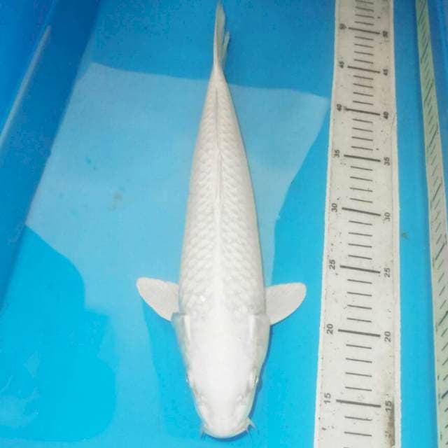 37cm POCONG PLATINUM