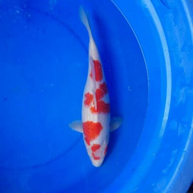 Kohaku F1