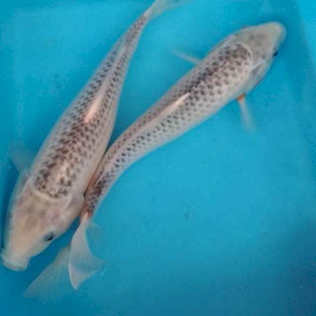 Duo asagi 32 cm