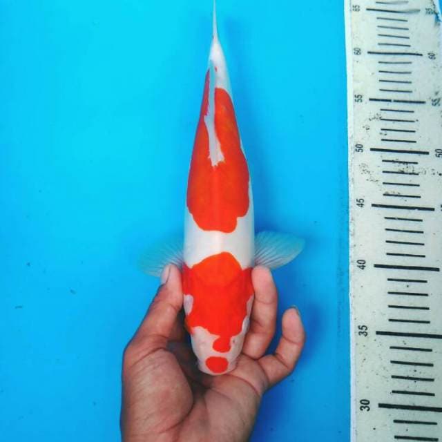 KOHAKU DOITSU MURNI F1