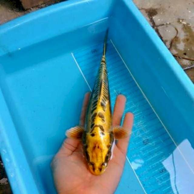 GOLDEN KIKO 27 cm