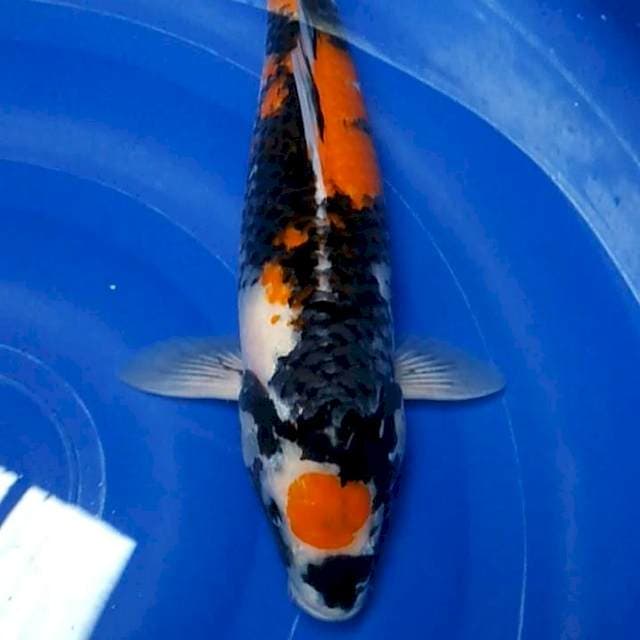 Original Maruten Showa 47cm Female