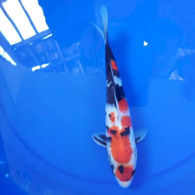 Showa maruten 25cm up