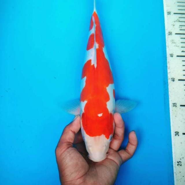 BODY TERPEDO - KOHAKU DOITSU MURNI F1