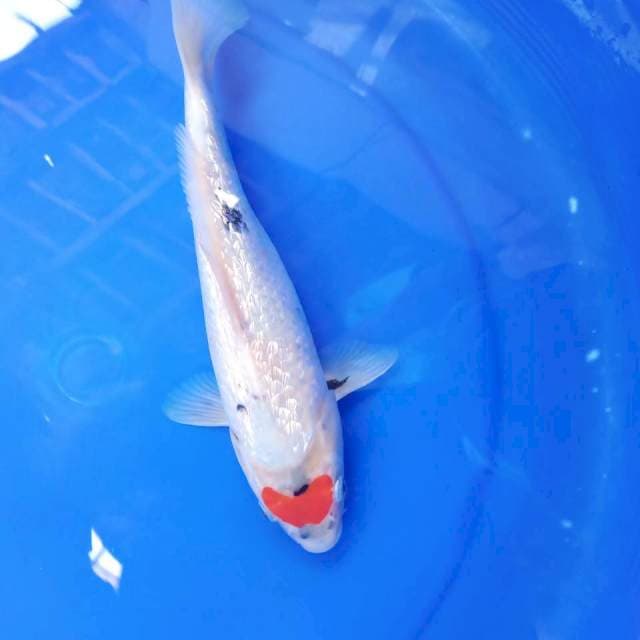 Tancho kohaku ginrin 30cm