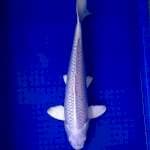 PLATINUM 43 CM