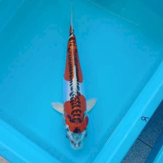 KIKOKURYU 33 CM