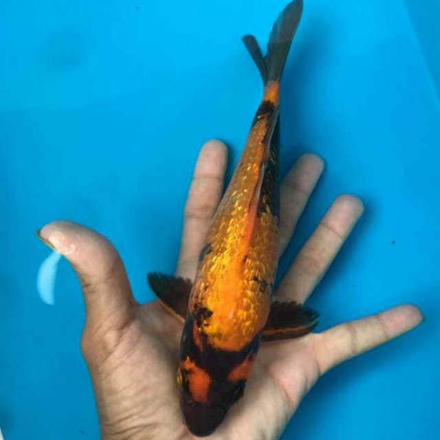 Hiu Ginrin joss 24 cm