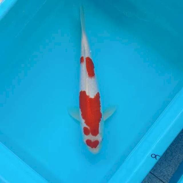 KOHAKU LOVE 32 CM