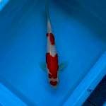 KOHAKU LOVE 32 CM
