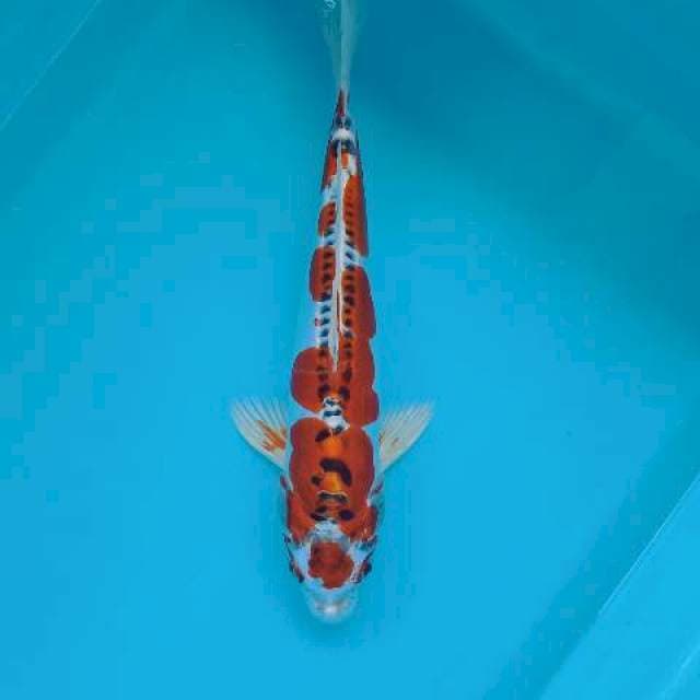 KIKOKURYU MARUTEN 29 CM