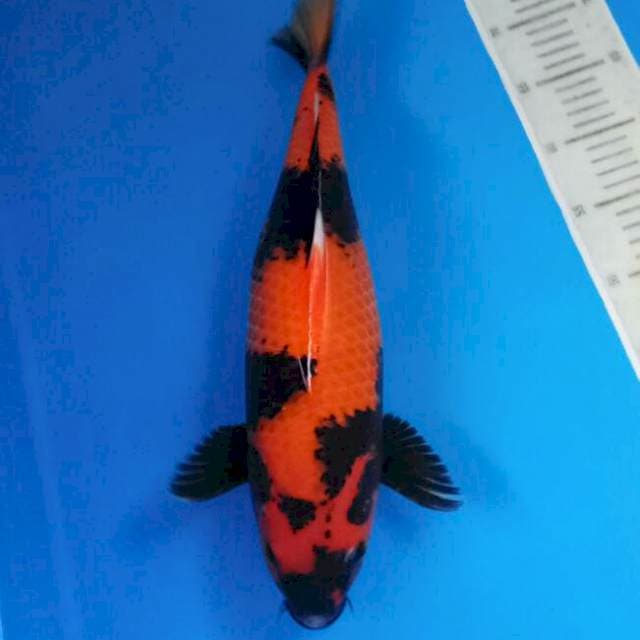Hi Utsuri