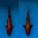 DUO BENIGOI GINRIN 22 CM