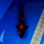 Hi Utsuri male 43 cm