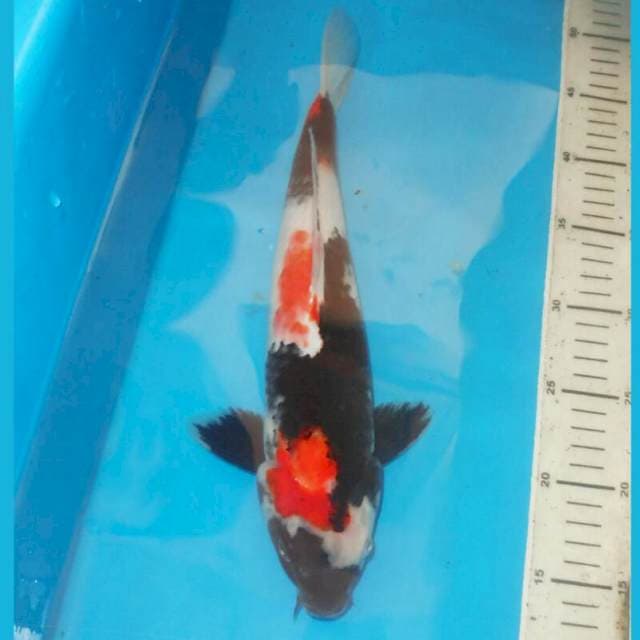 37cm KINDAI SHOWA