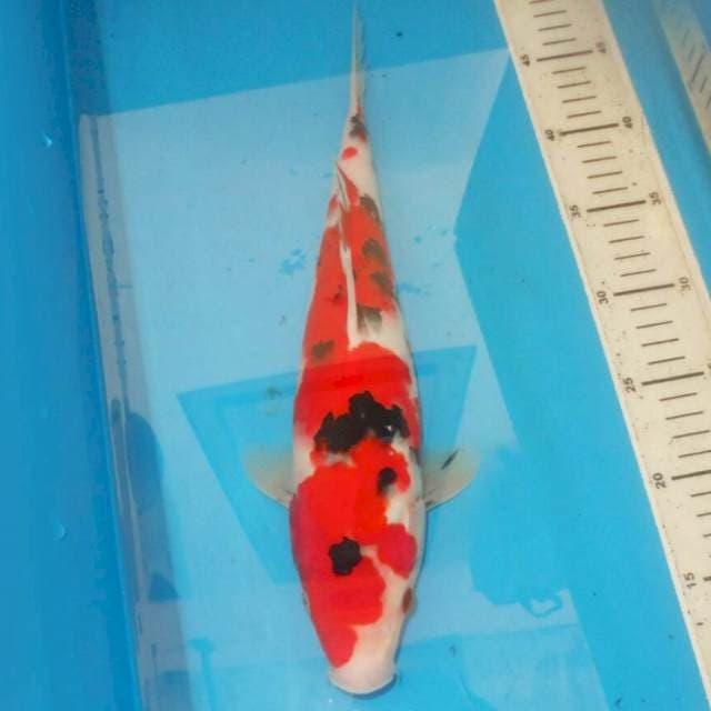 35cm DALMATION SANKE
