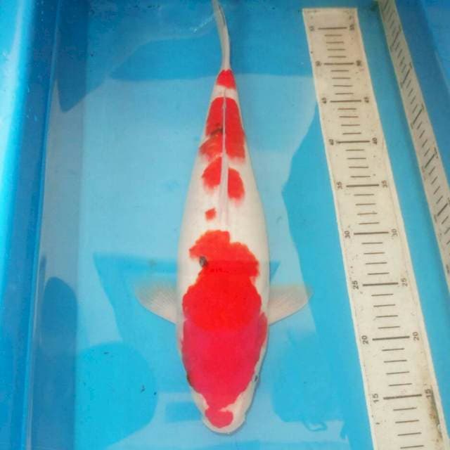 45cm F1 SANSHOKU