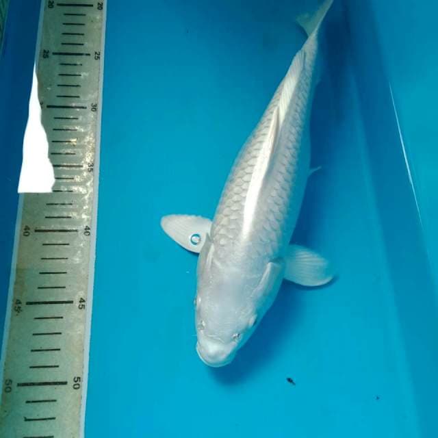 Platinum 33 cm