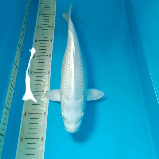 Platinum 35 cm