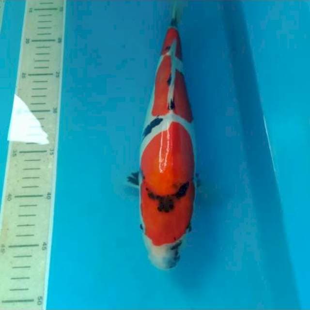 Showa Doitsu 34 cm Motogoro