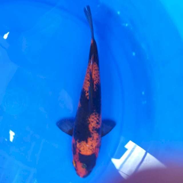 Kin utsuri 30bu